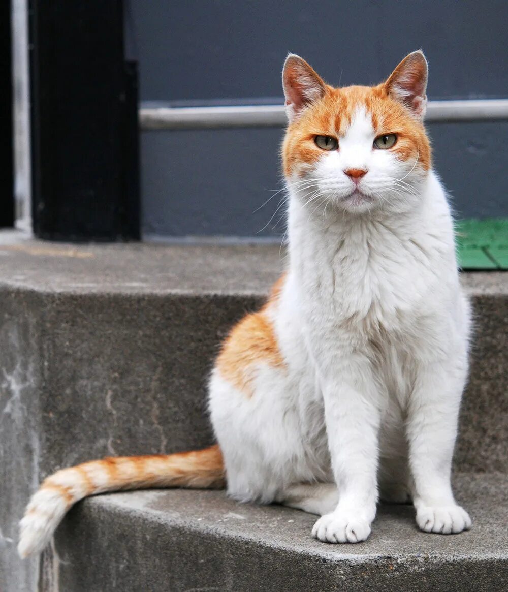 Wait cats