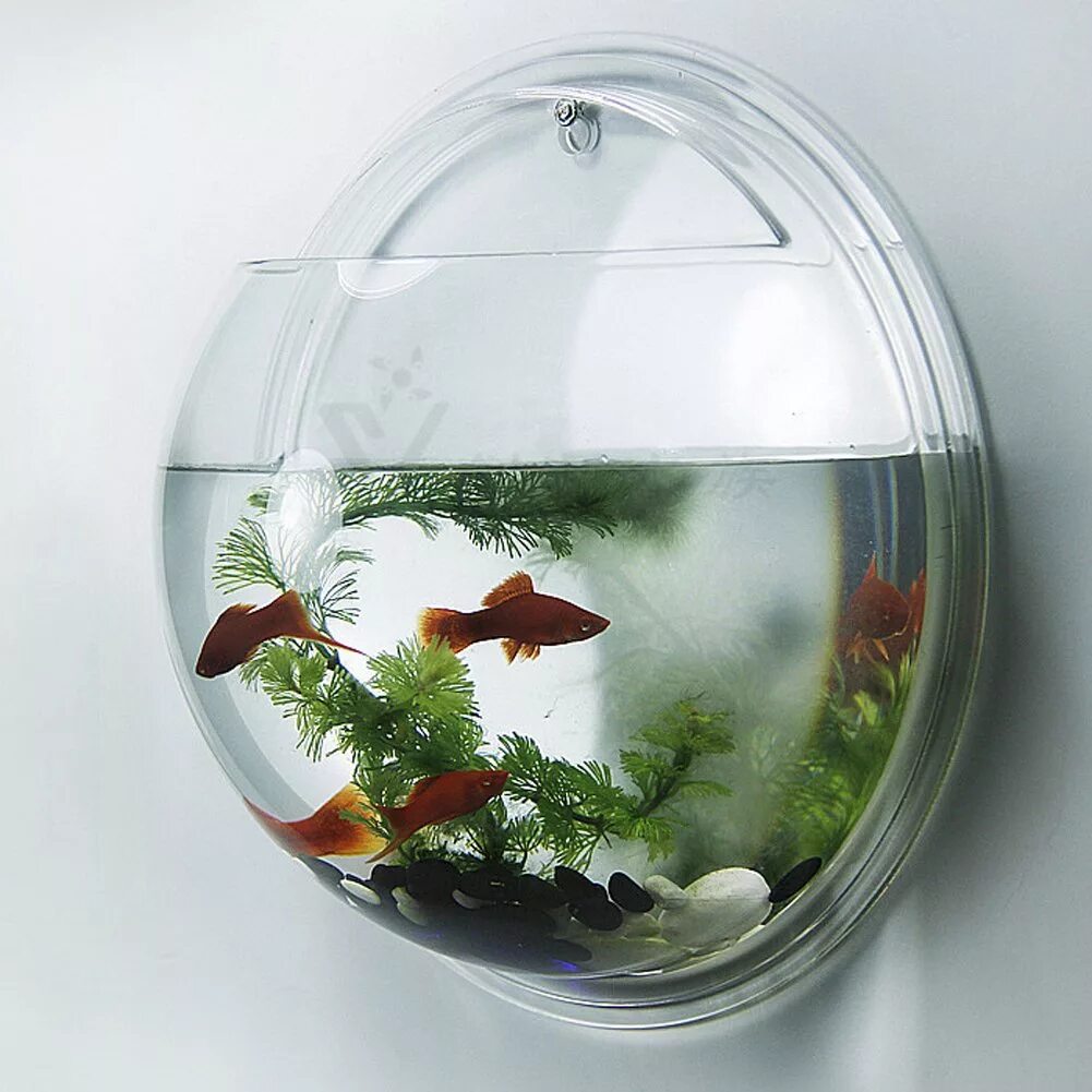Рыбам нужен воздух. Рыбки для аквариума. Маленький аквариум. Круглый аквариум. Аквариум маленький круглый.