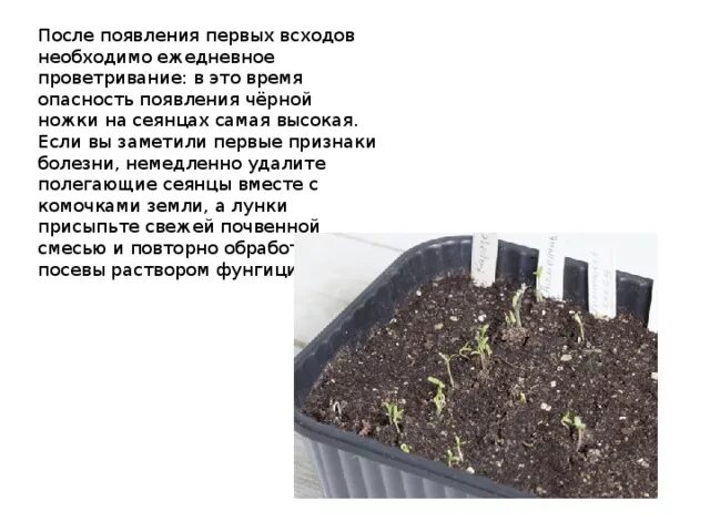 Через сколько дней после посева всходят бархатцы. Пикировать бархатцы. схема посадки бархатцев в открытый. схема посева семян бархатцев. пикировка тагетеса после всходов.