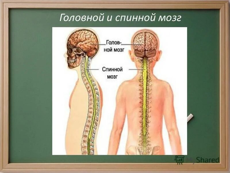 Как работает наш организм презентация 3 класс