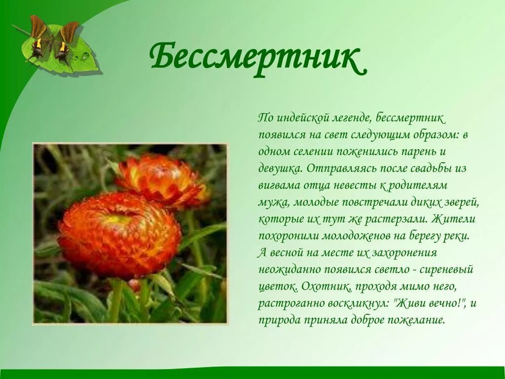 Легенды и мифы о растениях. Легенда о цветке. мифы о цветах. легенды о растениях. легенды о цветах и растениях.