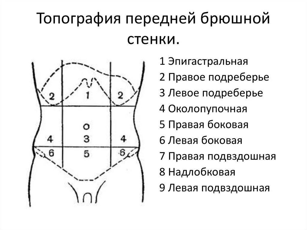 Неприятное ощущение в верхней части живота это. Нарисовать топографические области передней брюшной стенки.. Топографические области передней брюшной стенки. Анатомия границы передней брюшной стенки живота. Клиническая топография брюшной стенки.