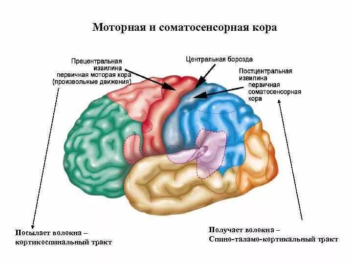 Соматосенсорная зона коры больших полушарий. Соматосенсорная область коры головного мозга. Первичная Соматосенсорная зона коры функции. Сенсомоторная зона коры головного мозга.