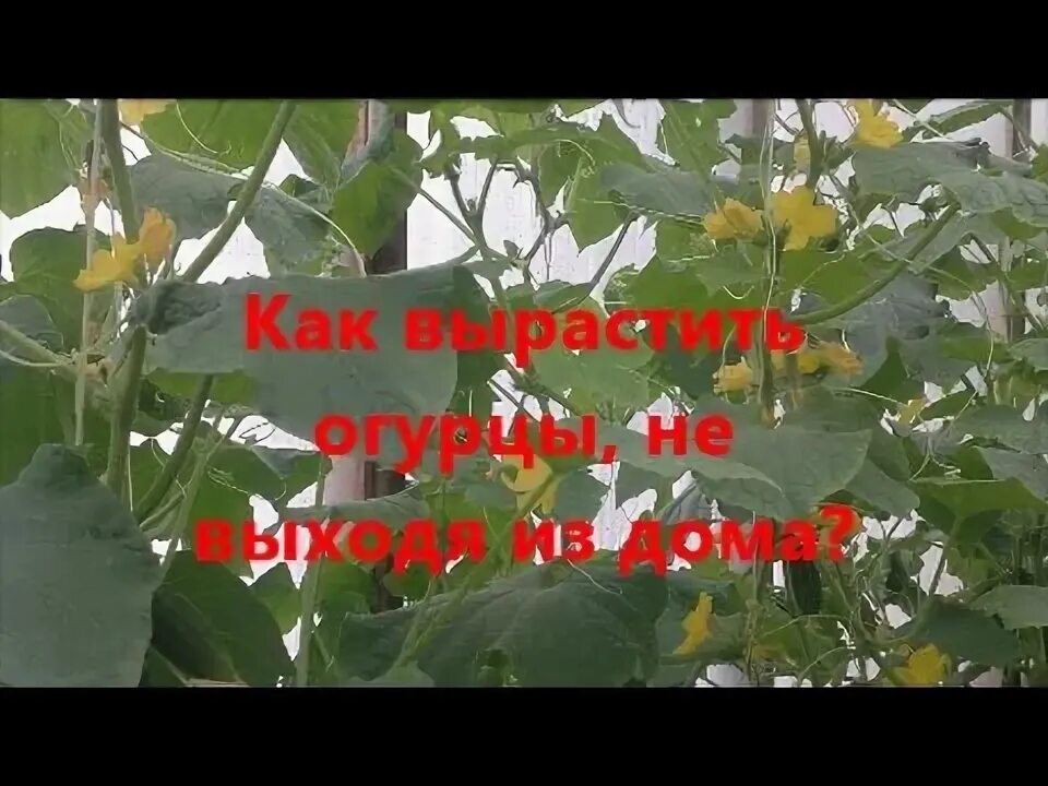 Какие огурцы можно посадить в июне. Какие огурцы можно посадить в июне