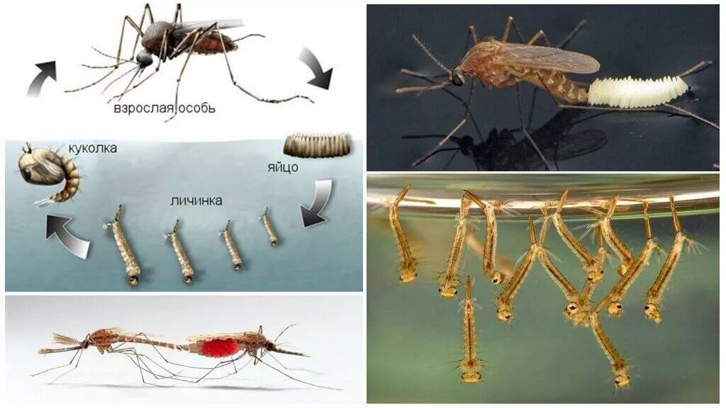 Стадия жизни насекомого. Стадии развития личинки комара. Жизненный цикл комара Пискуна. Стадии размножения комаров. Комары размножение.