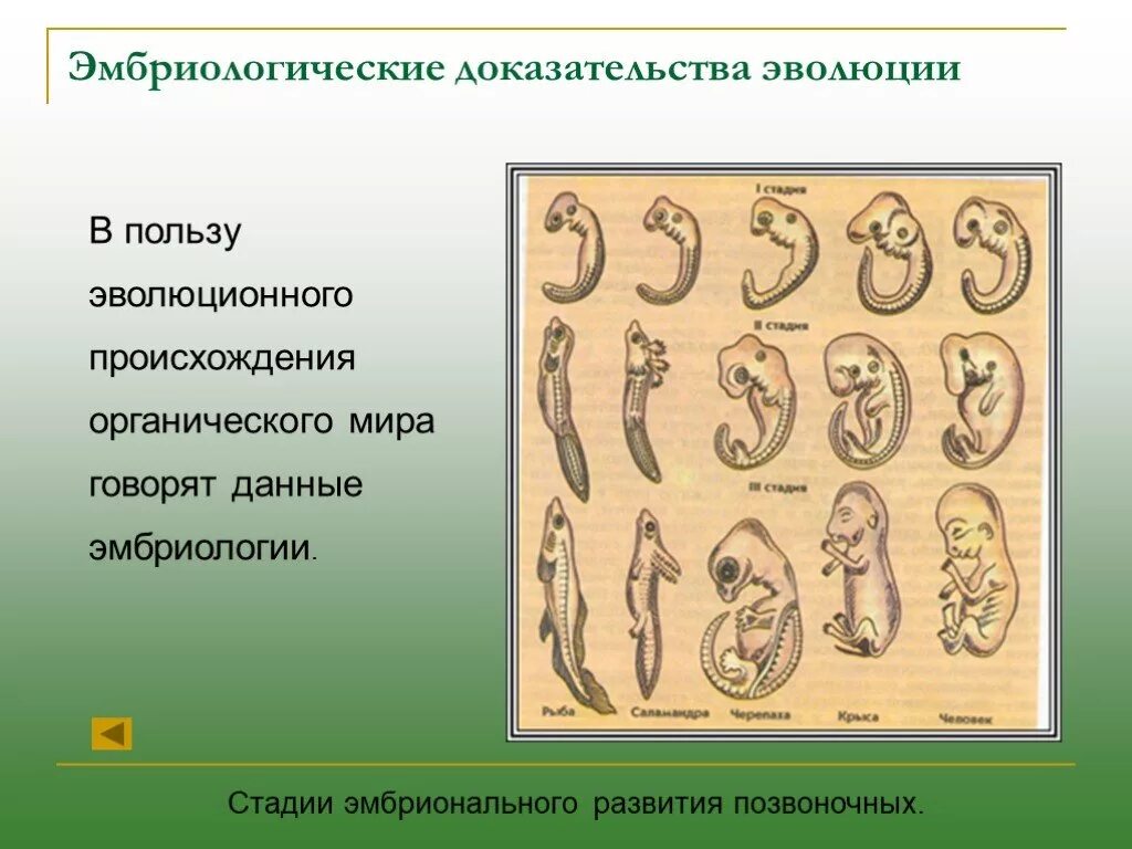 Стадии развития эмбрионов позвоночных. Эмбрионы позвоночных доказательства эволюции. Эмбриологические док ва эволюции. Эмбриологические доказательства эволюции стадии.