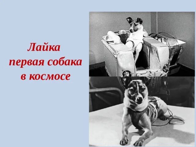 Самая первая собака в космосе. Собака лайка 1957. Лайка космонавт. Собака лайка в космосе. Первая собака лайка.