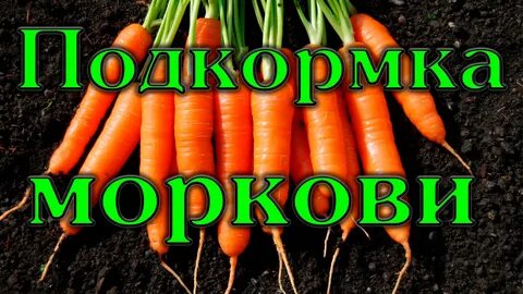 Сколько раз поливать морковь в открытом грунте