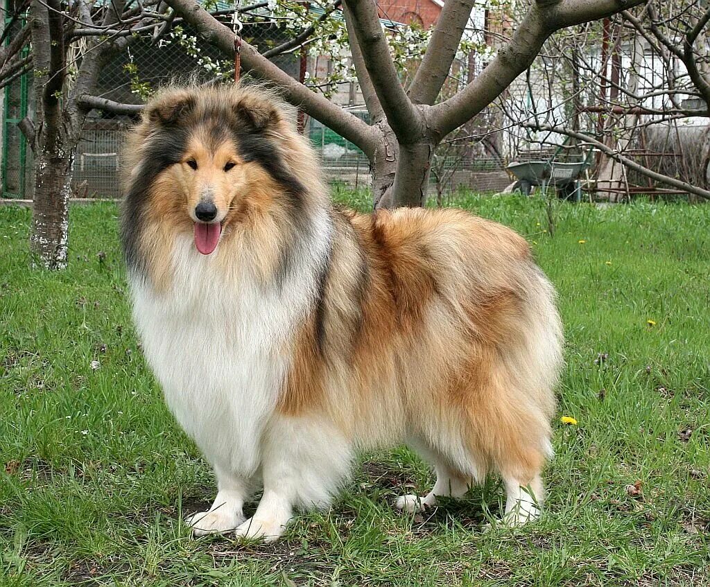 Колли соболиный. Шелти и колли мраморная. Окрасы колли. Соболиный мерль колли. Шелти би мерль.