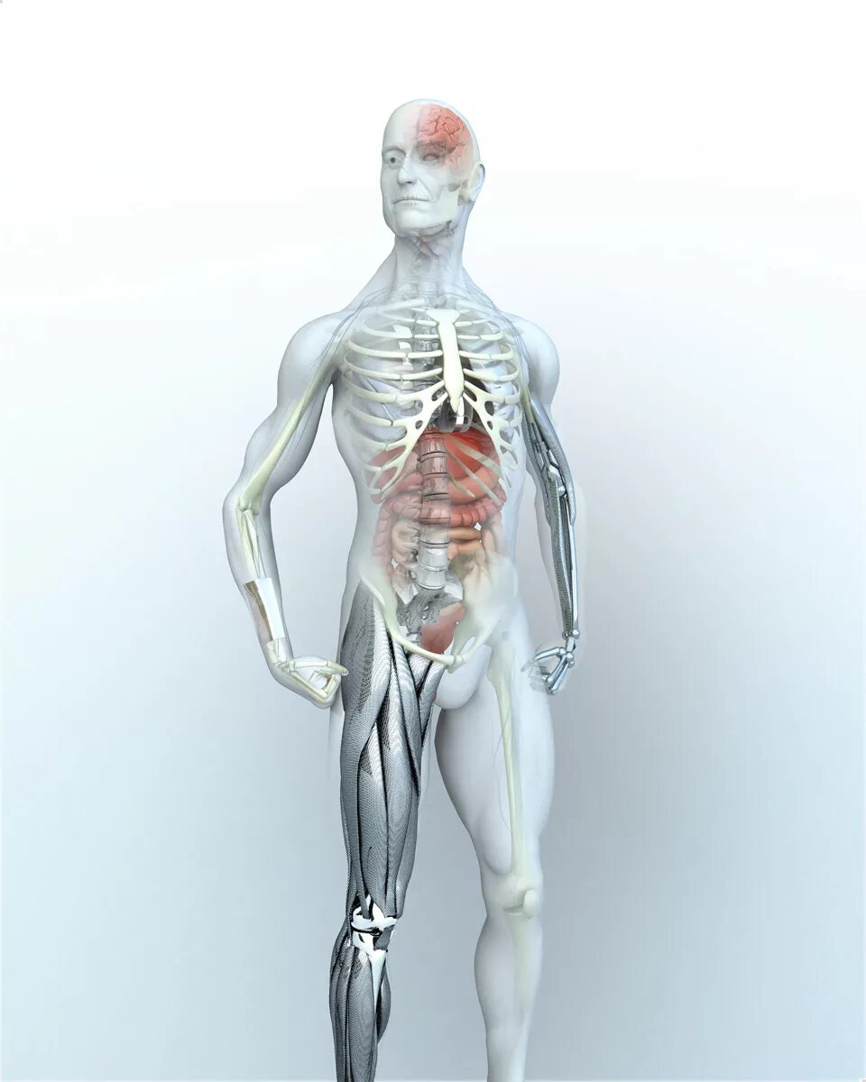 Организм человека и сам человек. Организм человека. Тело человека. Анатомия человека. Тело человека анатомия.