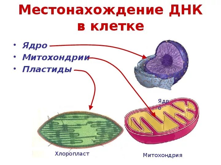 Кольцевая хромосома в митохондриях. ДНК В клетках эукариот.