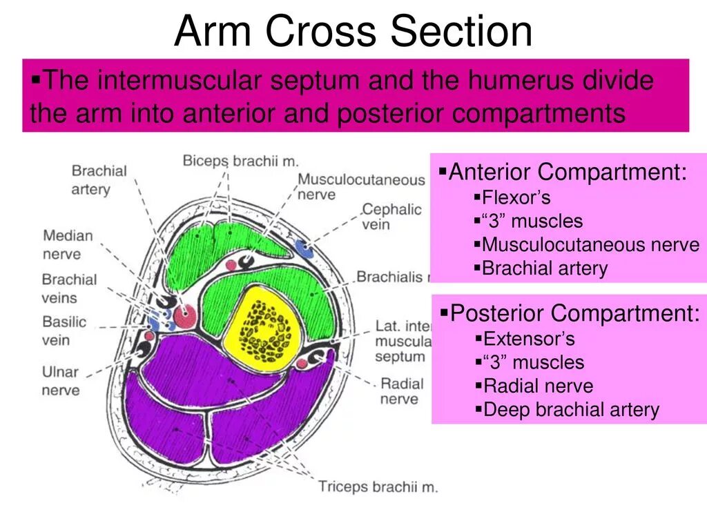 Section. Cross Section of forearm. Lateral Cross Section. Section of Fascies of Upper Arm.