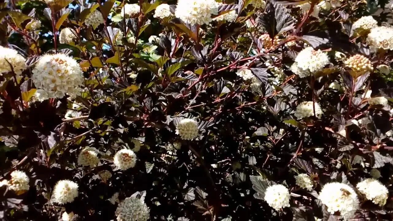 Seeds Physocarpus Kalinolistnogo (Physocarpus Opulifolius) in the Snow. Russia. 