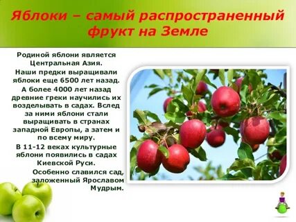 Яблоня 2 класс окружающий мир