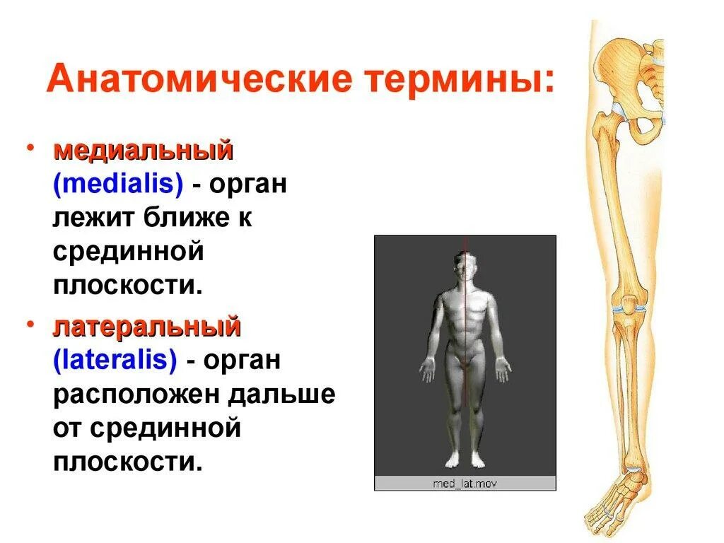 Медиальный это в анатомии. Латеральный и медиальный. Анатомические термины. Термин медиальный.