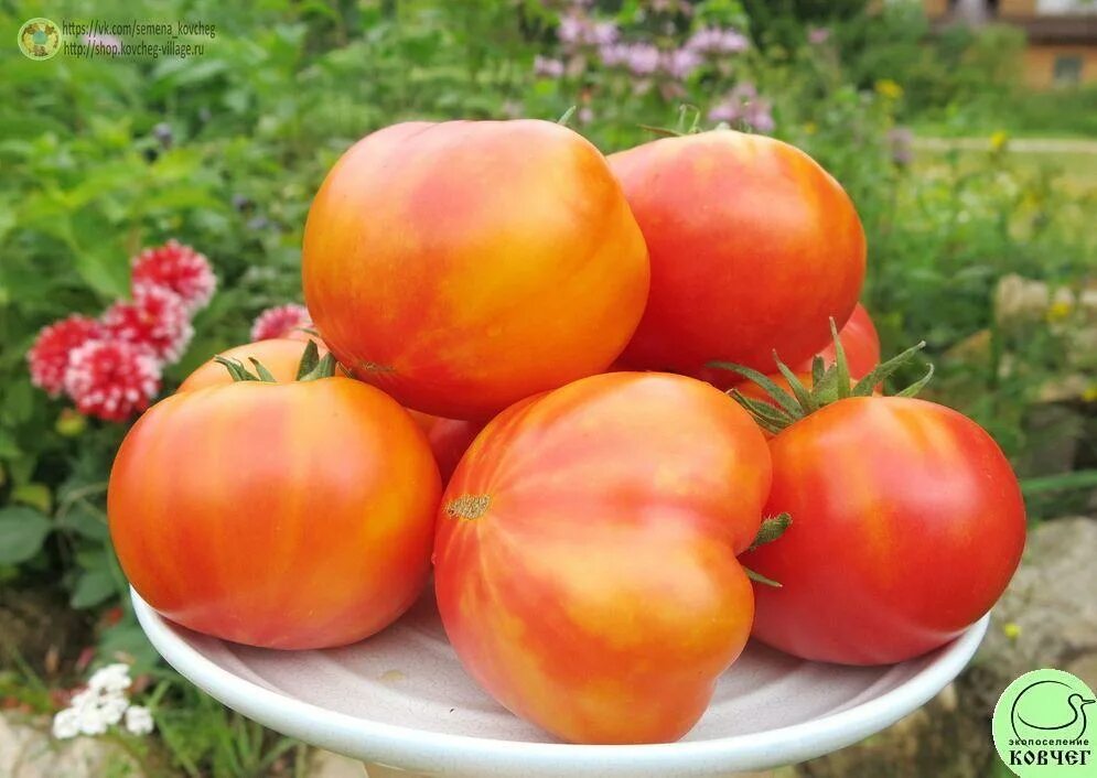 Сяйво томат. Сяйво томат. Томат юля. Томат гном сияющая красота. Томат гном сияющая красота.