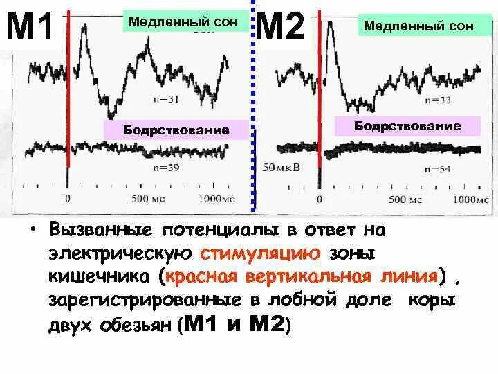 Ритмы сна и бодрствования. Медленный сон. Ритмы сна и бодрствования про материнство. Картина пульса во сне и бодрствование. Расширенная фаза