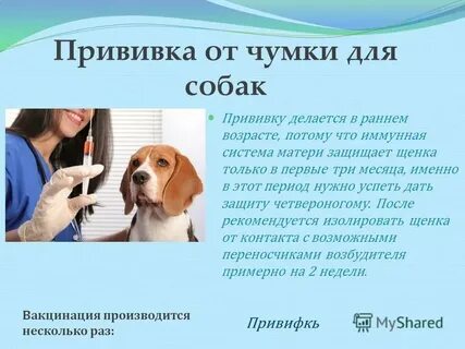 Ставить ли прививки собакам