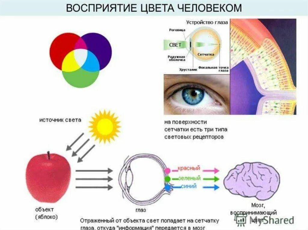 Признаки цветной. Восприятие цвета глазом. Как глаз воспринимает цвет. Восприятие цвета человеком. Восприятие цвета схема.