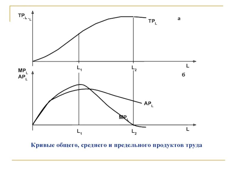 Кривая предельного продукта труда. Кривые общего среднего и предельного продукта. Графики среднего и предельного продукта. График предельного и совокупного продукта труда. График mp