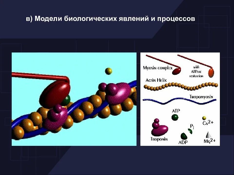 Модели в биологии примеры