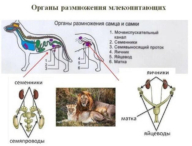 Система органов размножения животных. Система органов размножения собаки. Строение системы размножения млекопитающих. Система органов животных система органов размножения. Особенности строения органов размножения птицы