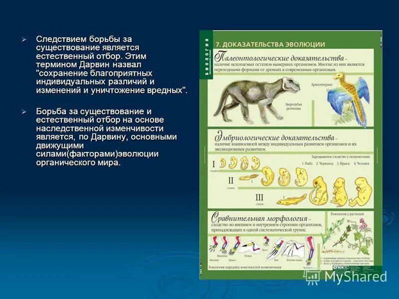 Борьба за существование является следствием естественного отбора. Следствием борьбы за существование является. Сохраняет особей с полезными в данных условиях. Следствием борьбы за существование является. Следствием борьбы за существование является.