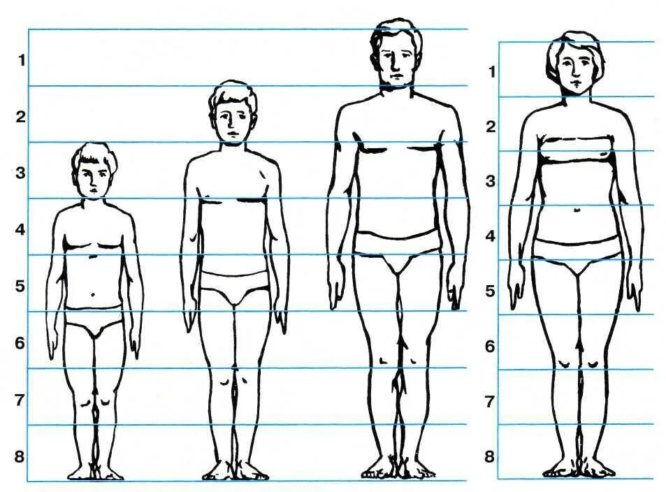 Сколько голов в взрослом человеке. Соотношение пропорций тела человека. Пропорции человека схема. Пропорции тела человека рисунок. Пропорции человека в полный рост схема.