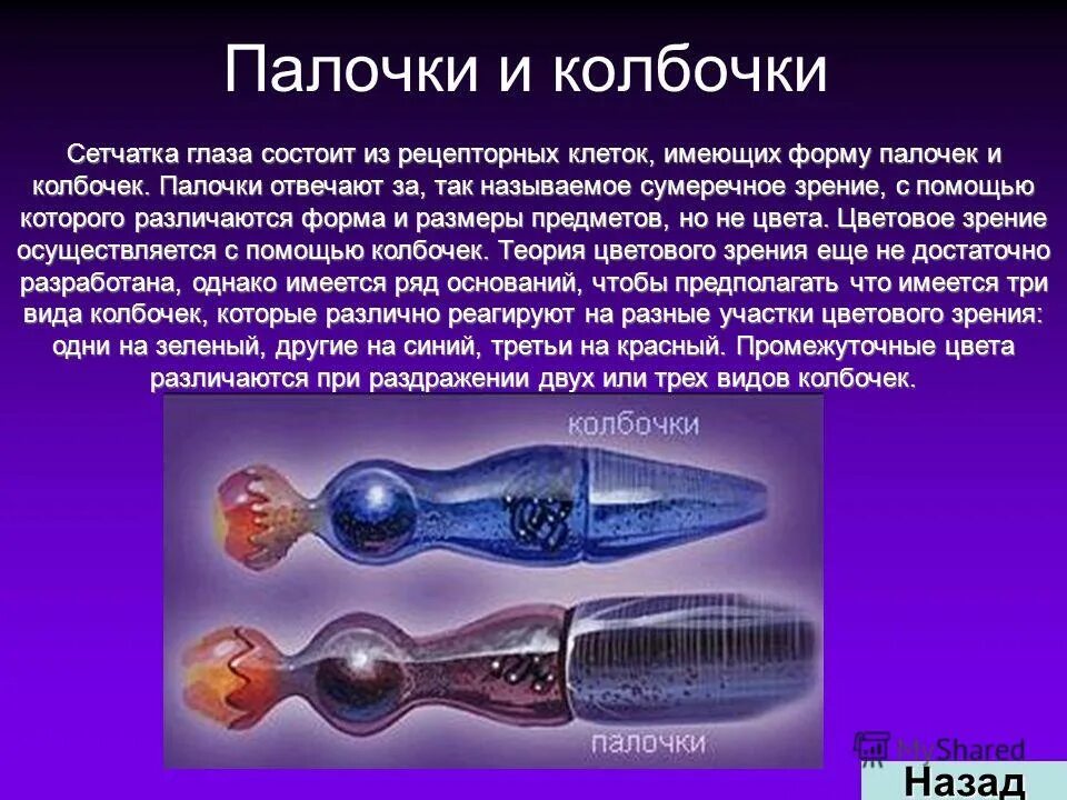 обеспечивает несжимаемость глаза