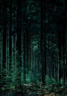 Смартфон forest