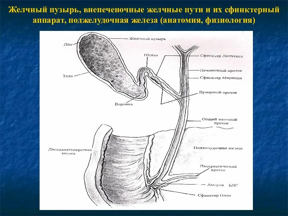 Внепеченочные желчные протоки схема. Анатомия желчных протоков. Анатомия желчного пузыря сфинктеры. Анатомия желчного пузыря и желчевыводящих протоков.