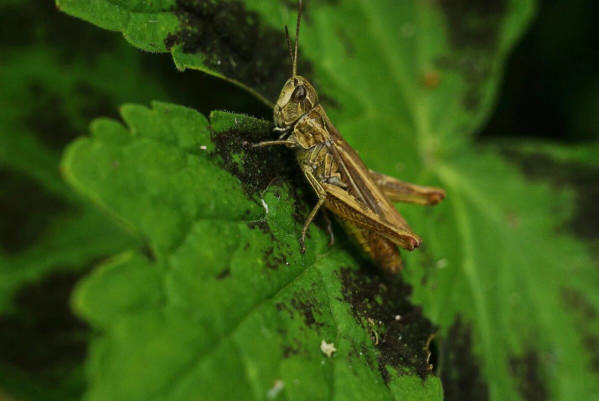 Кузнечик изящный. Прямокрылые сверчки. Кузнечик фото. Дыбка степная. Кузнечики.