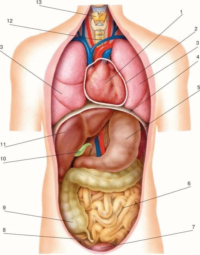 Расположение внутренних органов. Расположение органов у человека. Анатомия человека внутренние органы. Анатомическое расположение органов. Органы человека расположение с названиями