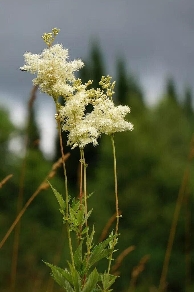 полезные свойства белоголовника. таволга лабазник лечебные свойства. белоголовник мочегонное?. семейства таволги вязолистной. белоголовник описание.