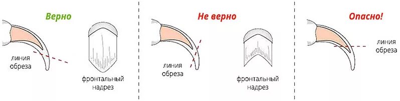 Как подстригать когти кошке ножницами. Схема обрезки когтей у собак. как подрезать когти собаке когтерезкой. схема подстригания когтей у собак. правильный угол среза когтей у собак.