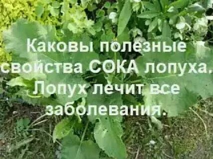 Сок листья лопуха польза