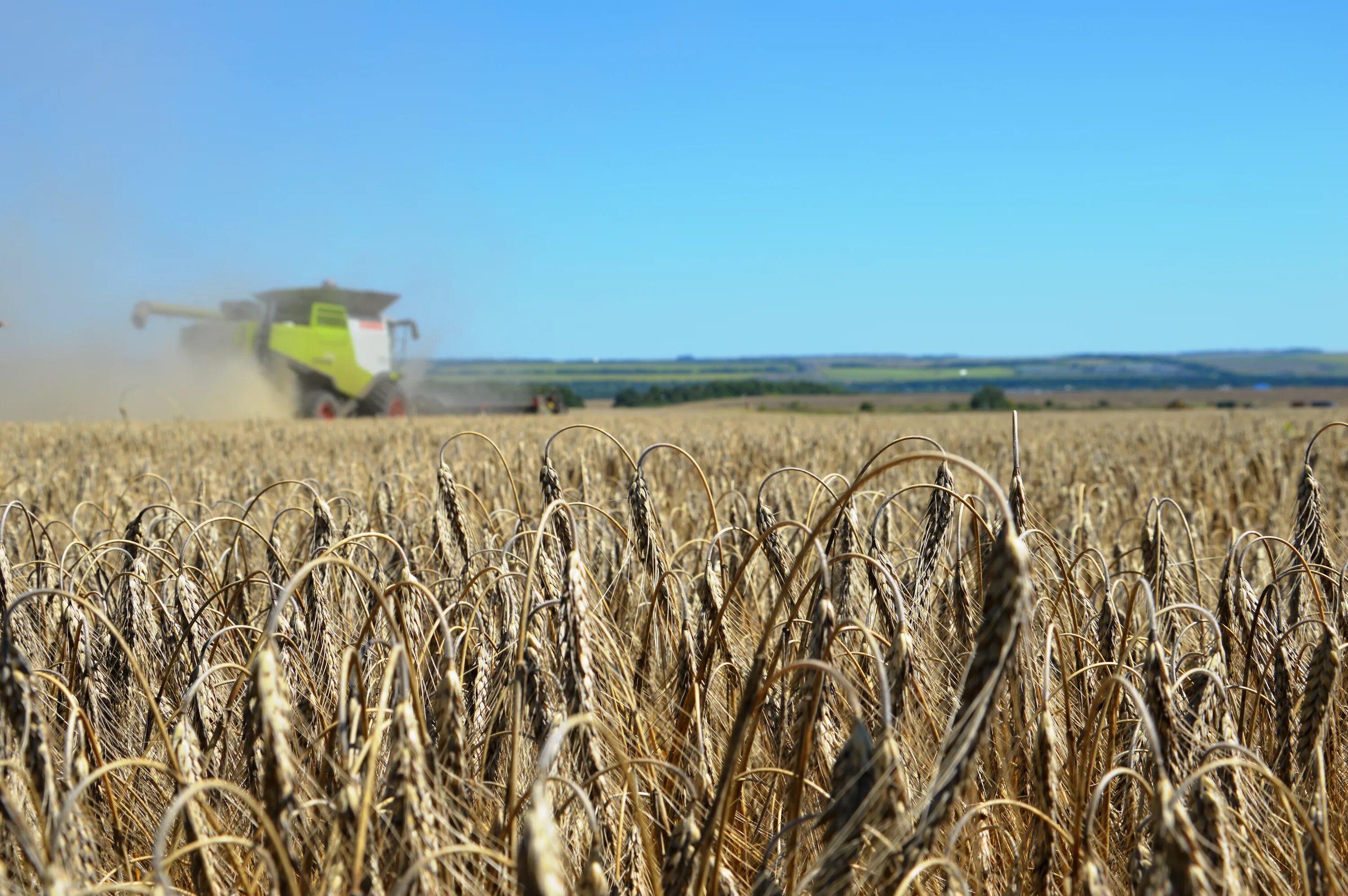 ставропольские сельхозпредприятия. сельскохозяйственного предприятия рассвет. агрофирма кубань северский район. торт агрокомплекс. сады сельское хозяйство.