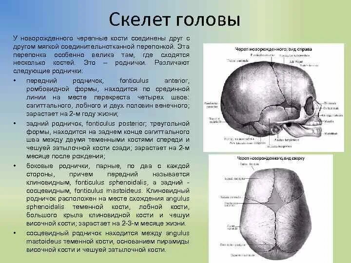 Кости головы новорожденного. Роднички у детей анатомия. Кости черепа новорожденного. Строение головы новорожденного ребенка.