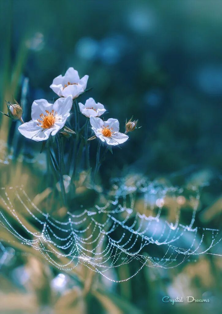 Нежная и живая природа