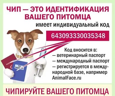 Зачем чипируют собак