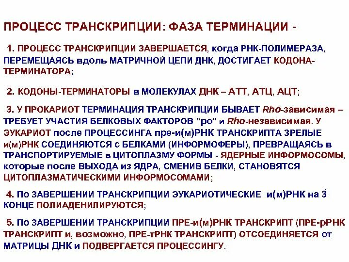 Транскрипция происходит в