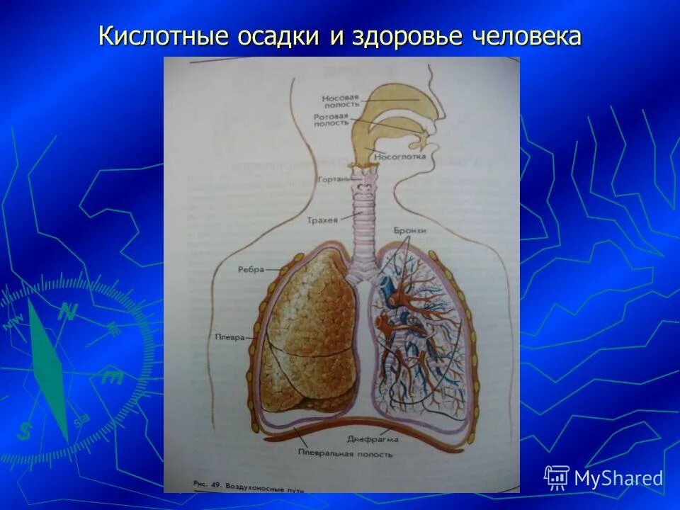 Воздействие кислотных осадков на здоровье человека. Последствие кислотнвх. Влияние кислотных дождей на окружающую среду. Влияние кислотных дождей на человека. Влияние дождей на человека.