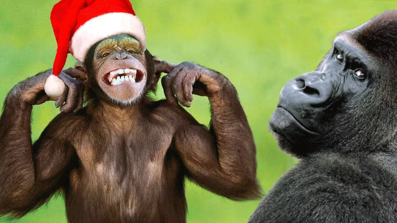Новогодняя горилла. Прикольные видеоролики. Веселые видео. Смешные видео. Новинки смешных видео