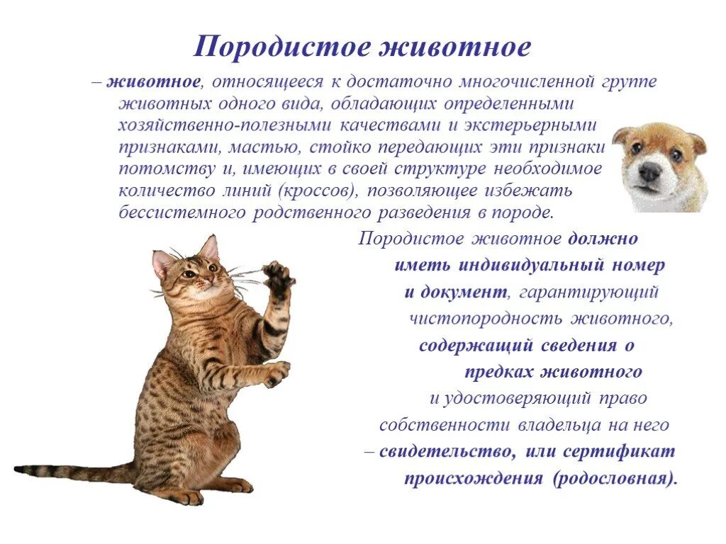 Царство животных одноклеточные и многоклеточные. Охарактеризуйте животный. Характеристика животных. Особенности царства животных 5 класс. Характеристика животных по пунктам.