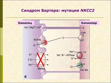 Псевдо барттера