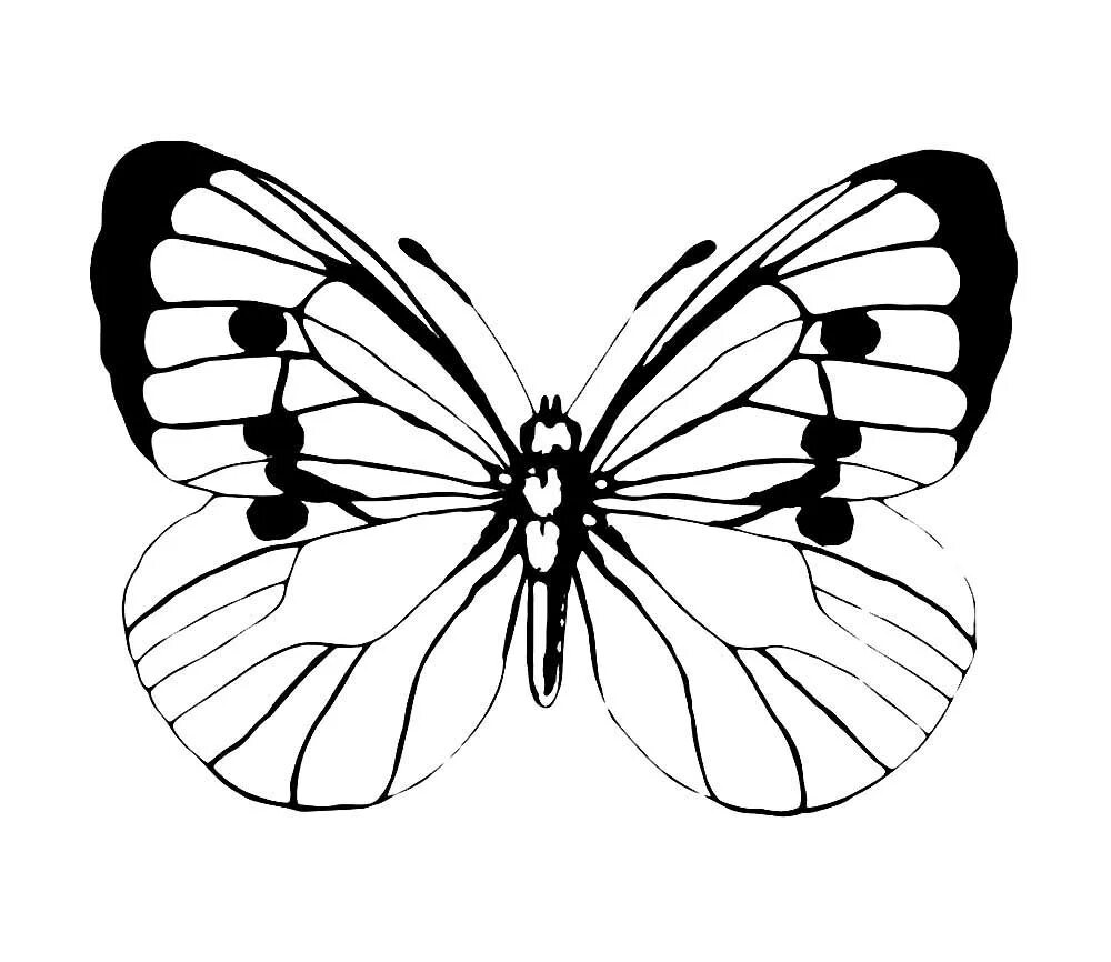 Бабочка капустница раскраска. Бабочка капустница. Раскраска "бабочки". Бабочка рисунок.