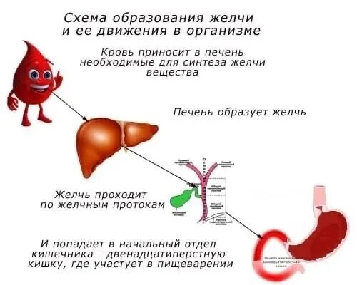 Образуется в кишечнике и печени из каротина. Как образуется желчь схема. образование желчи в печени схема. схема механизма образования желчи. схема выделения желчи.