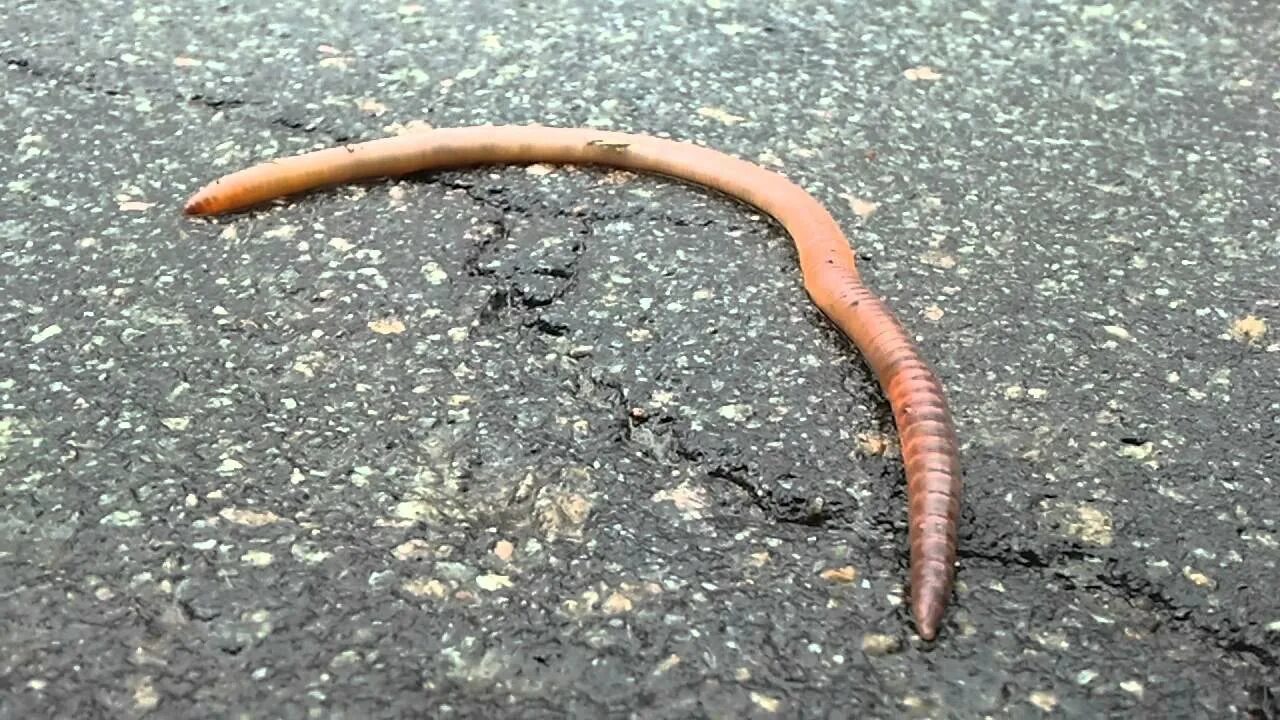 Много червей после дождя. Обыкновенный дождевой червь.