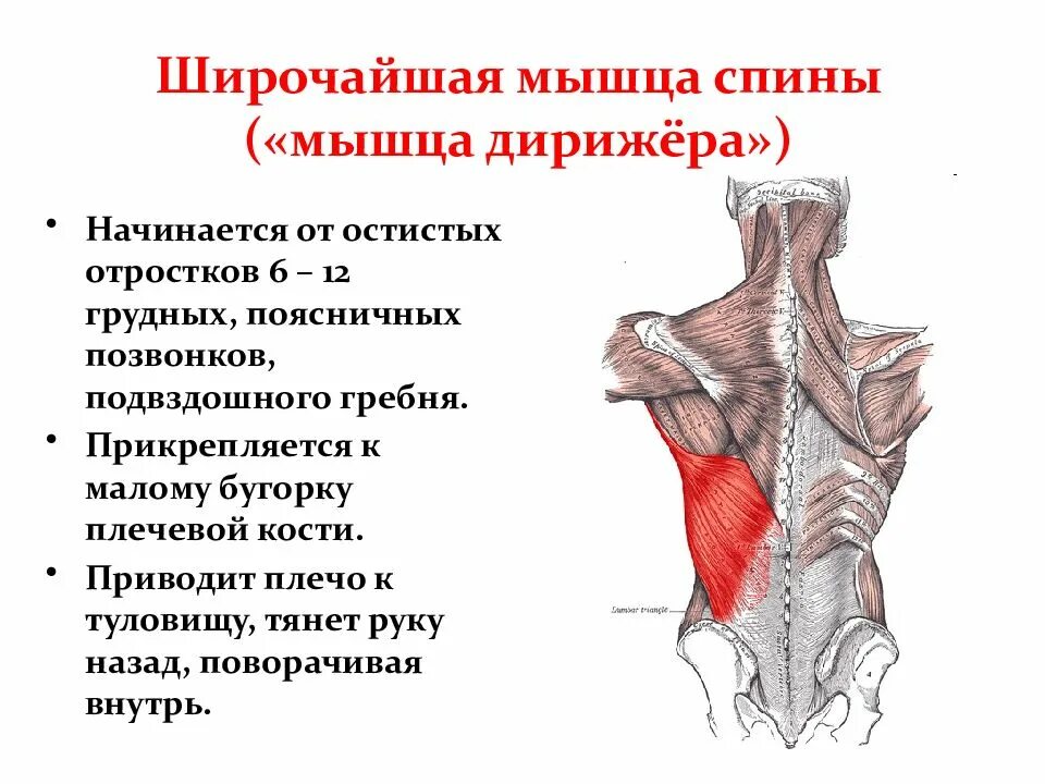 Трапециевидная функция. Широчайшая мышца спины прикрепление спереди. Широчайшая мышца спины вид сбоку. Широчайшая мышца крепление спереди. Крепление широчайшей мышцы спины.