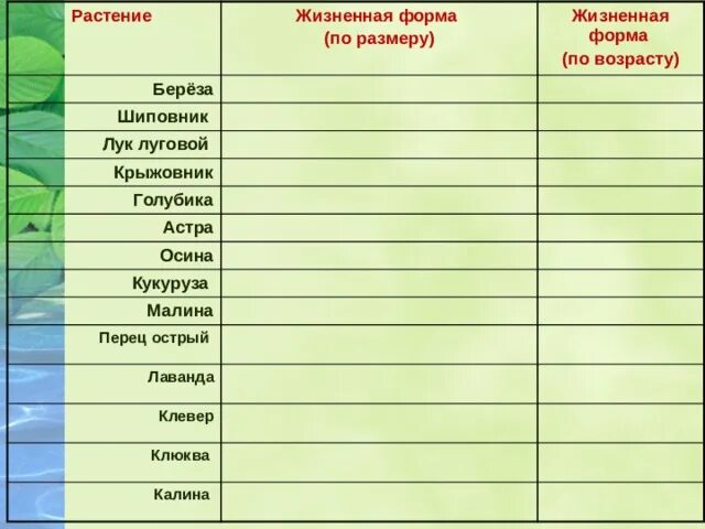 Растение жизненная форма по размеру и по возрасту. Шиповник жизненная форма по возрасту. Жизненная форма березы по возрасту. Лук Луговой жизненная форма по размеру.